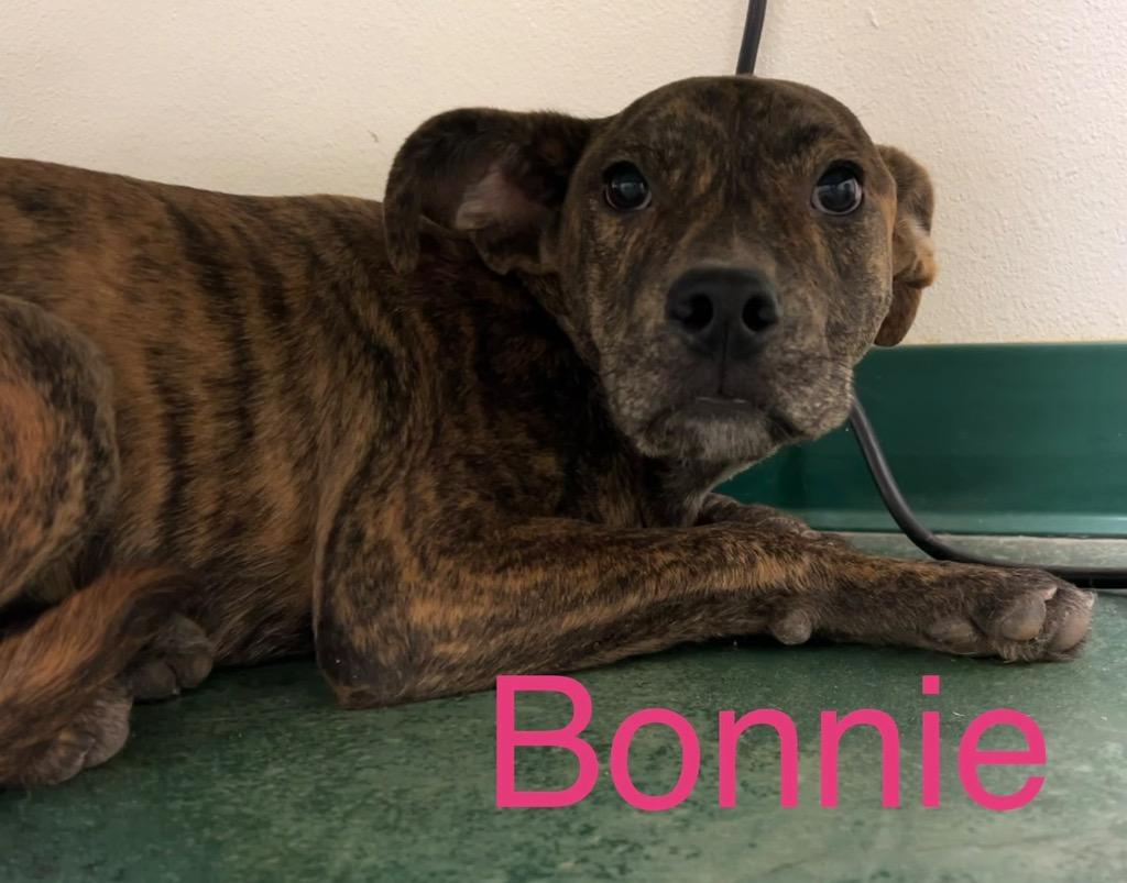 Bonnie, Adoptable, Adult Female Pit Bull Terrier.