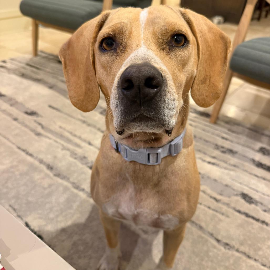Good Charolette D71434, Adoptable, Adult Female Labrador Retriever & Beagle.