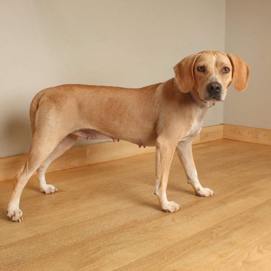 Enlarge Good Charolette** D71434, a Adoptable mixed breed in Minnetonka, MN image 2/6