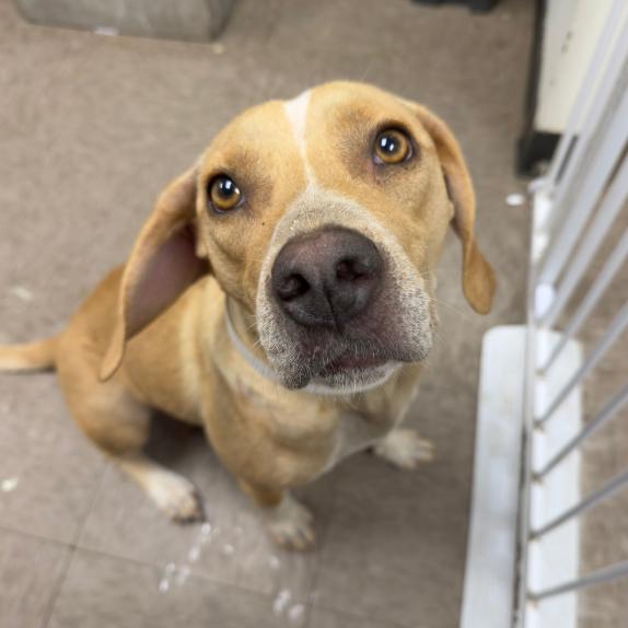 Enlarge Good Charolette** D71434, a Adoptable mixed breed in Minnetonka, MN image 3/6