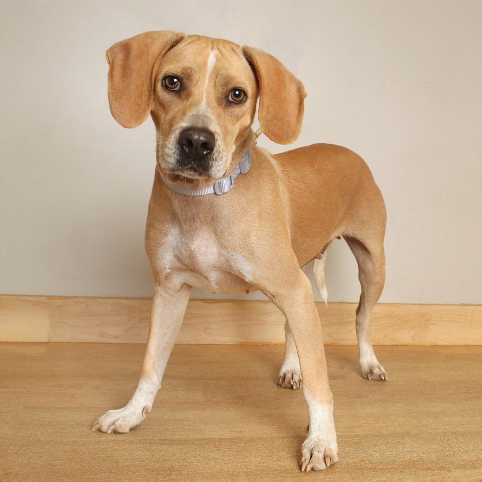Enlarge Good Charolette** D71434, a Adoptable mixed breed in Minnetonka, MN image 4/6