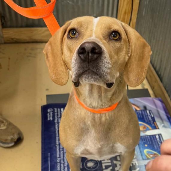 Enlarge Good Charolette** D71434, a Adoptable mixed breed in Minnetonka, MN image 5/6