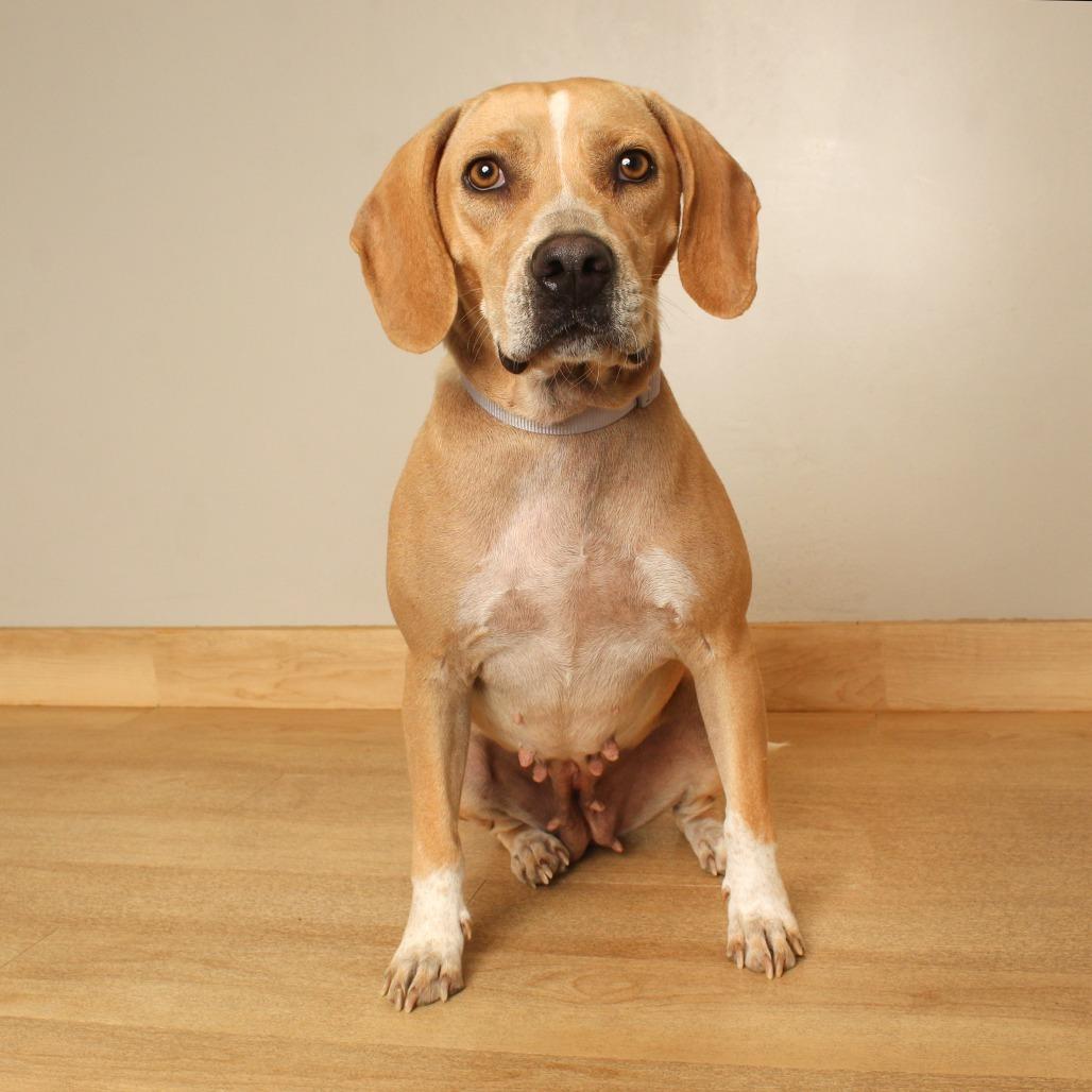Enlarge Good Charolette** D71434, a Adoptable mixed breed in Minnetonka, MN image 6/6