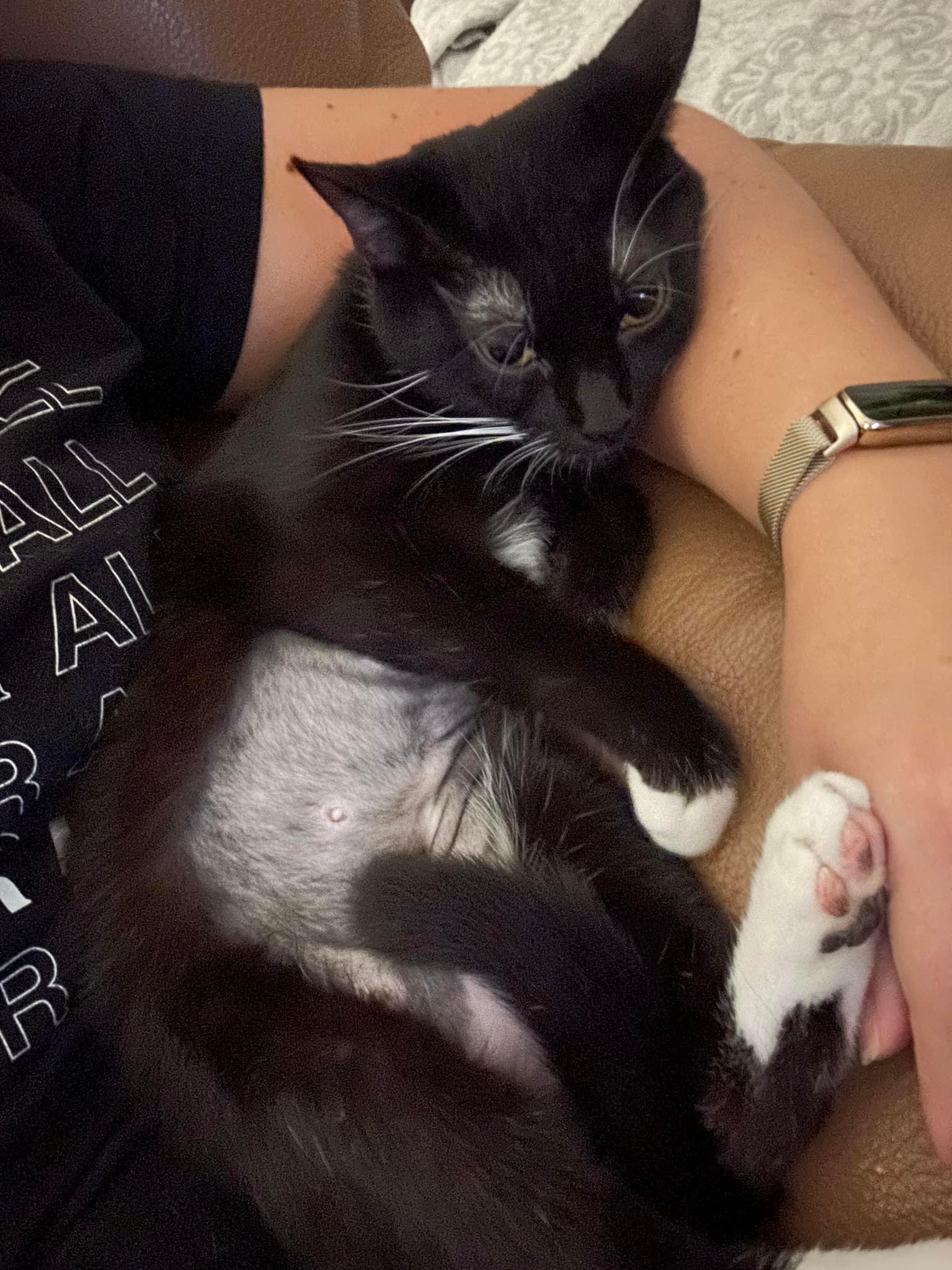 Cat for adoption Charlotte, a Tuxedo in Charlotte, NC Petfinder