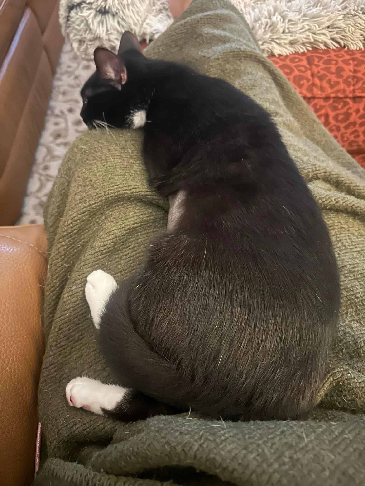 Cat for adoption Charlotte, a Tuxedo in Charlotte, NC Petfinder