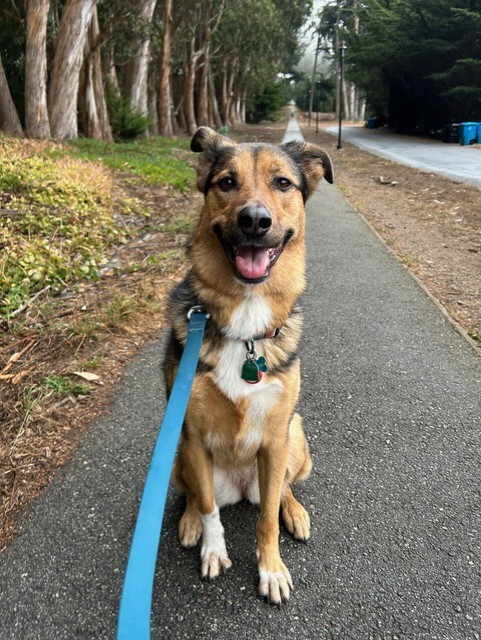 Lulu, a Adoptable mixed breed in Pleasant Grove, CA image 2/3