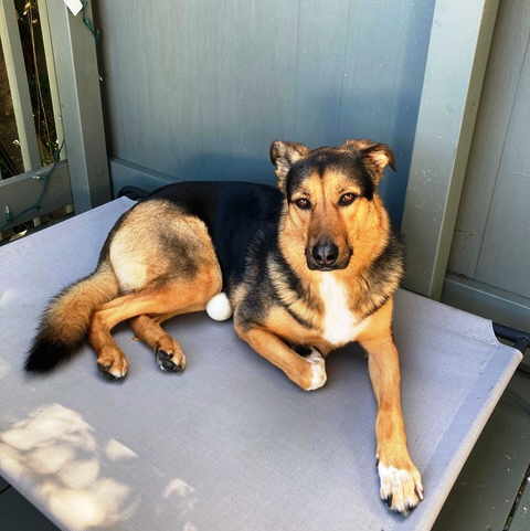 Lulu, a Adoptable mixed breed in Pleasant Grove, CA image 3/3