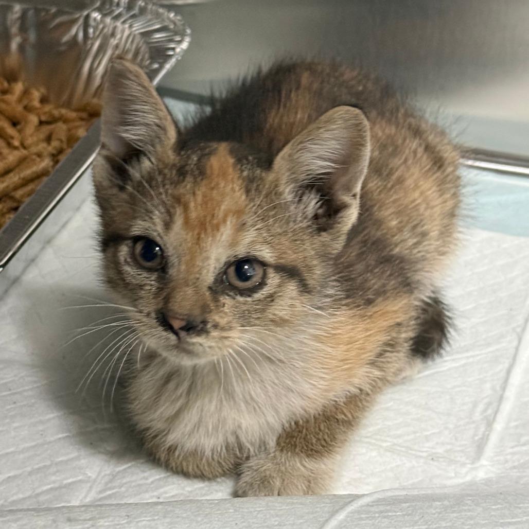 Enlarge Poppy, a ADOPTABLE Domestic Short Hair in Parkland, FL image 2/2