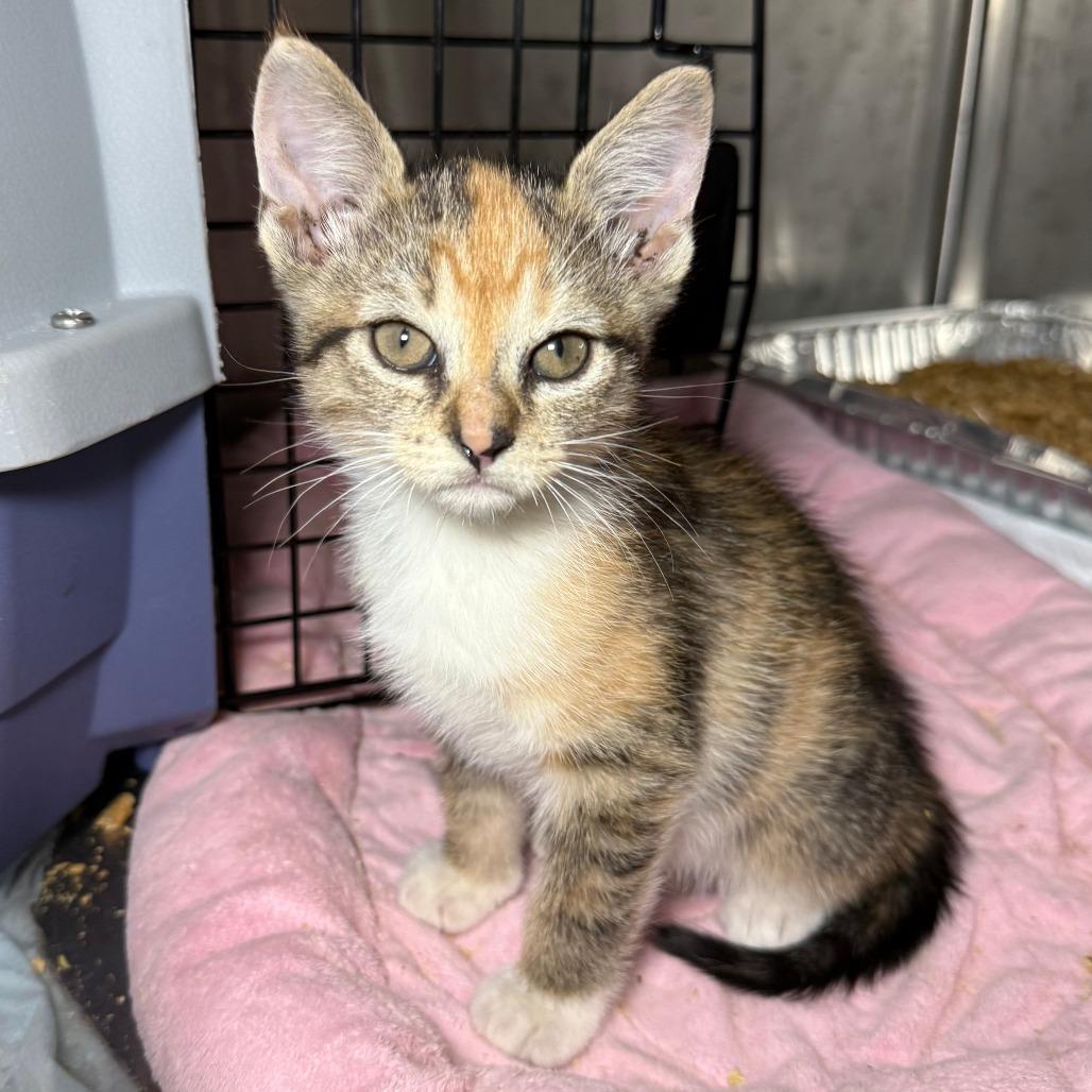 Poppy, ADOPTABLE, Young Female Domestic Short Hair.