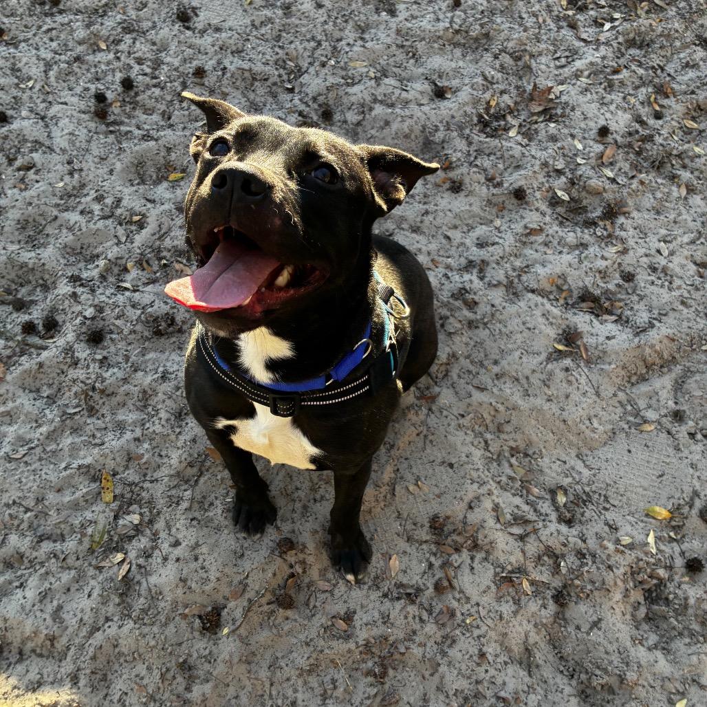 Draco 28360, Adoptable, Adult Male Mixed Breed.