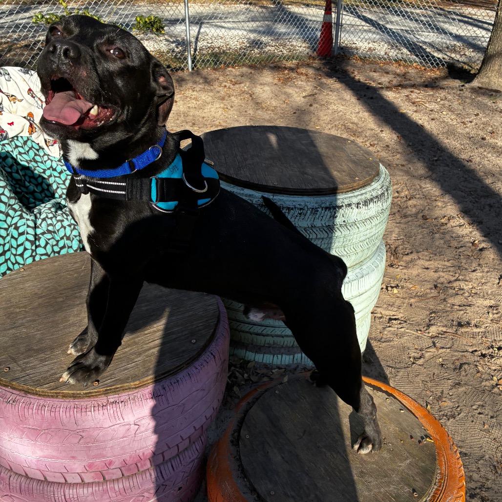 Enlarge Draco 28360, a Adoptable Mixed Breed in Middleburg, FL image 2/3