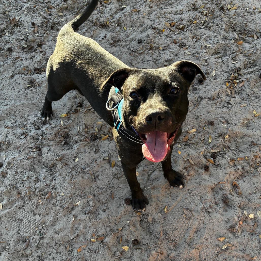 Enlarge Draco 28360, a Adoptable Mixed Breed in Middleburg, FL image 3/3