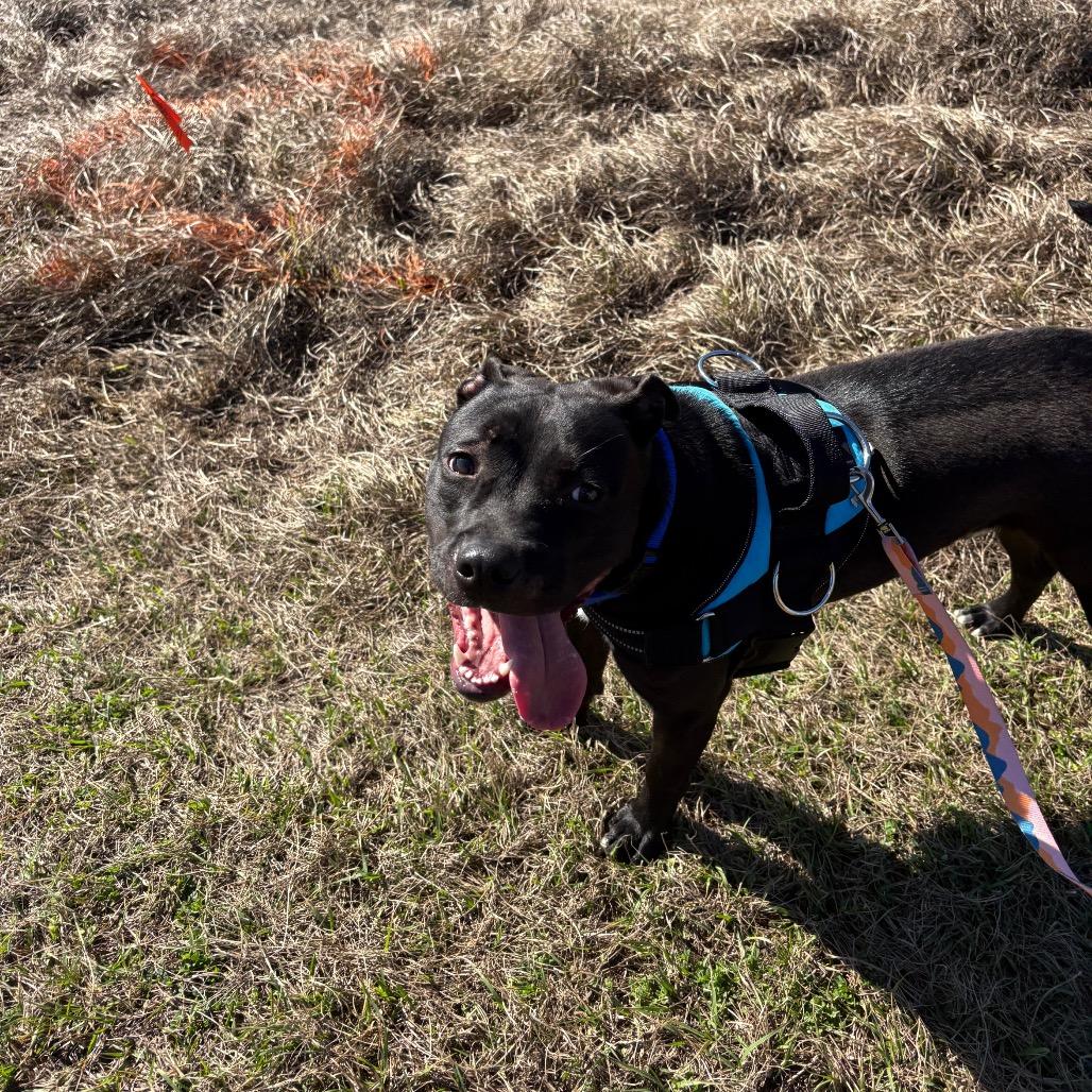 Enlarge Draco 28360, a Adoptable Mixed Breed in Middleburg, FL image 4/5