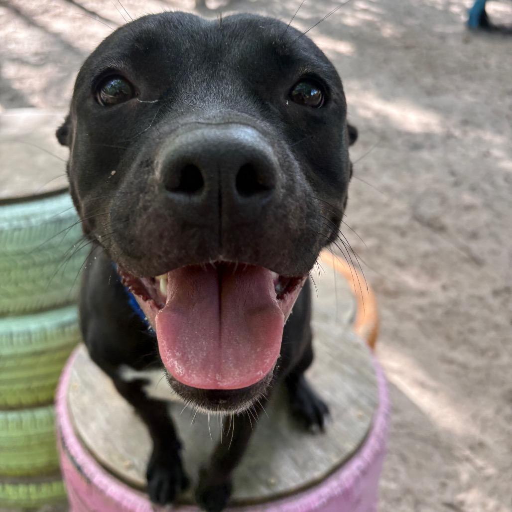 Enlarge Draco 28360, a Adoptable Mixed Breed in Middleburg, FL image 5/5