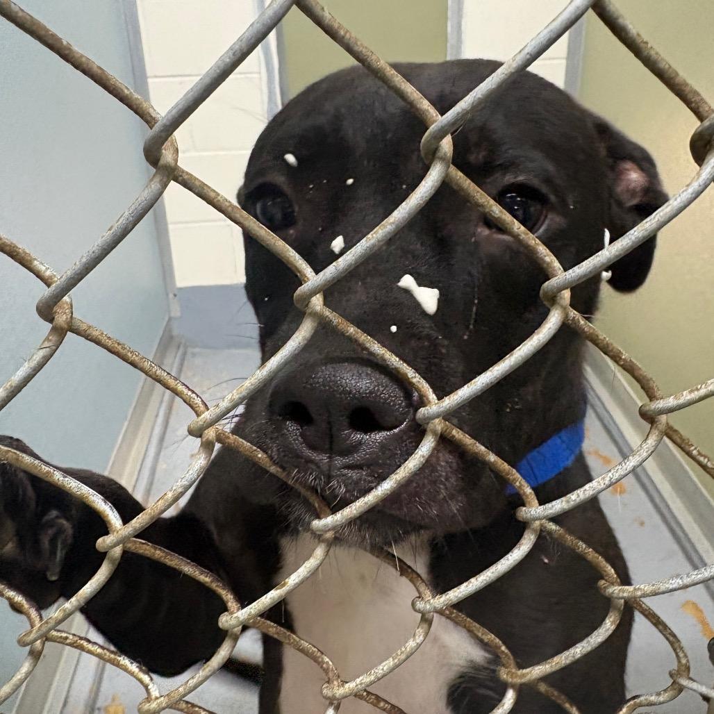 Enlarge Draco 28360, a Adoptable Mixed Breed in Middleburg, FL image 6/6