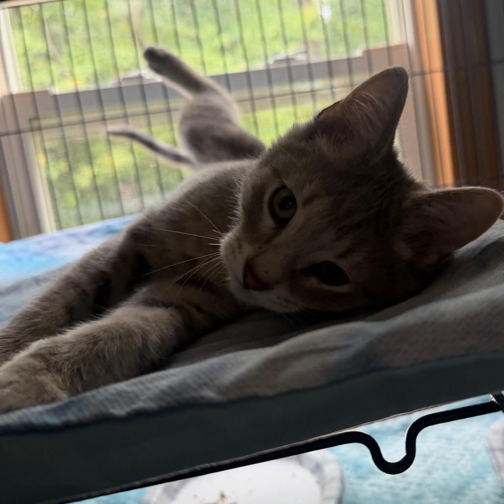Puddin Pie, Adoptable, Kitten Male Domestic Short Hair.