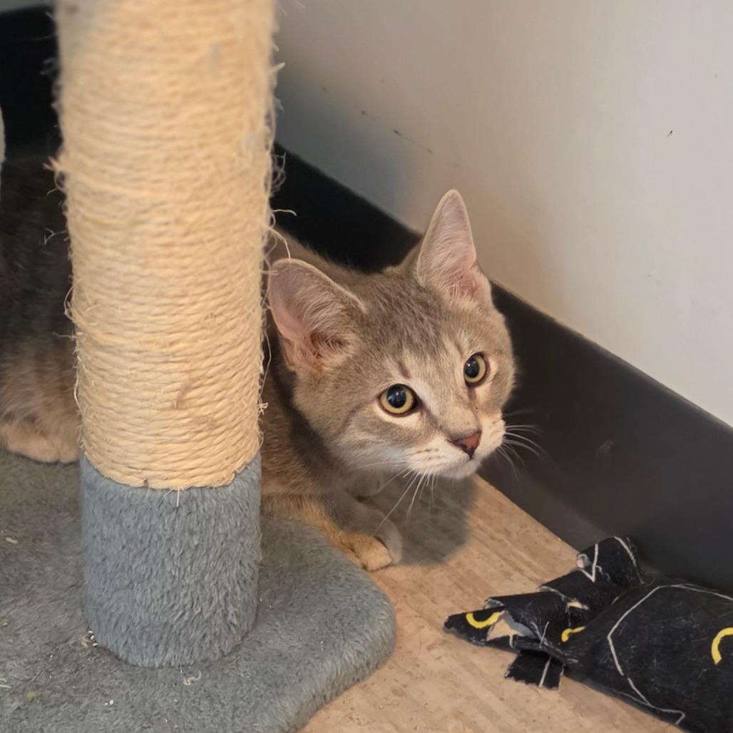 Enlarge Puddin Pie, a Adoptable Domestic Short Hair in Muncie, IN image 2/2