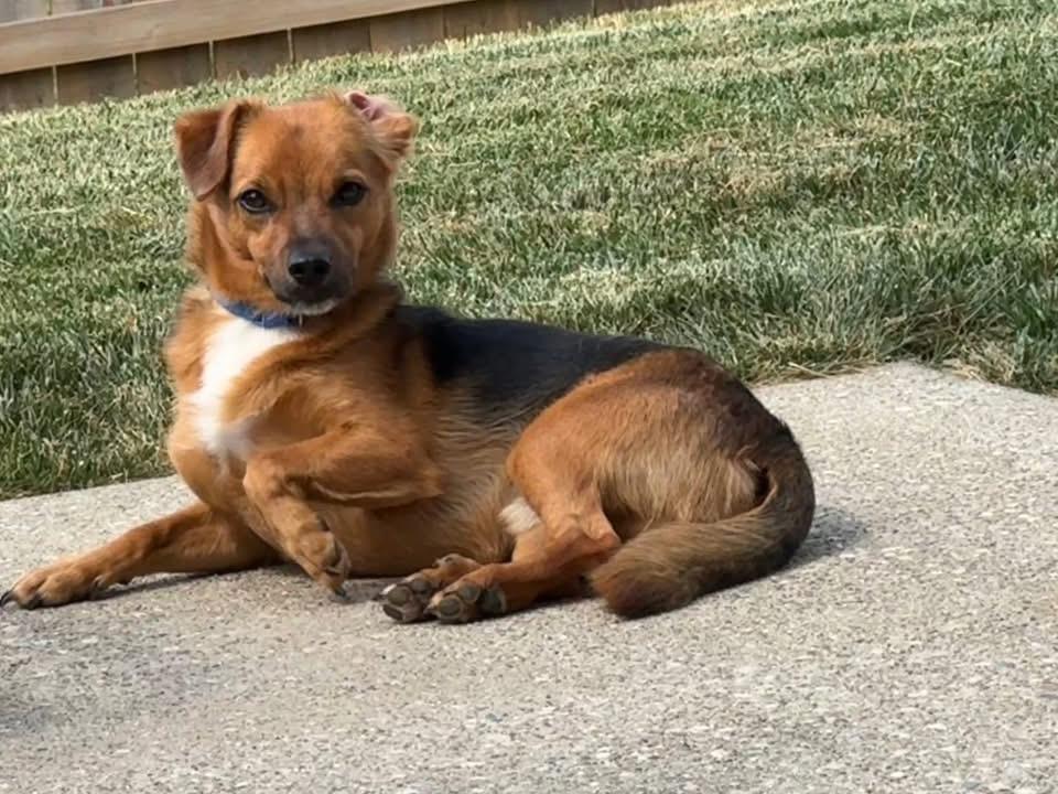 Seger, Adoptable, Adult Male Corgi & Dachshund.