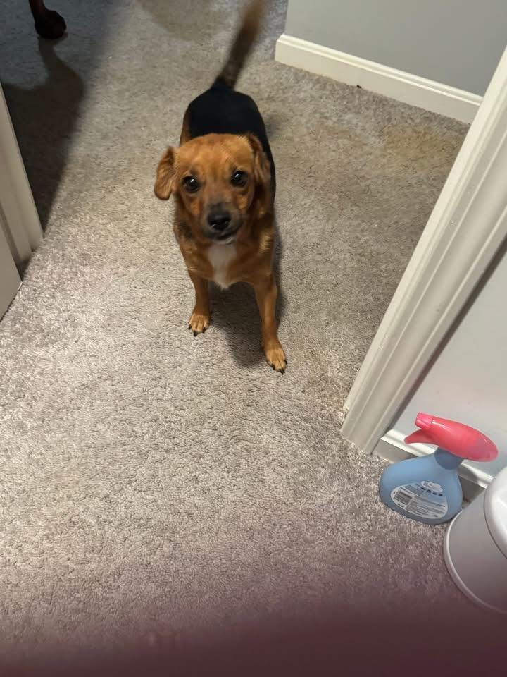 Enlarge Seger, a Adoptable mixed breed in Louisville, KY image 2/4