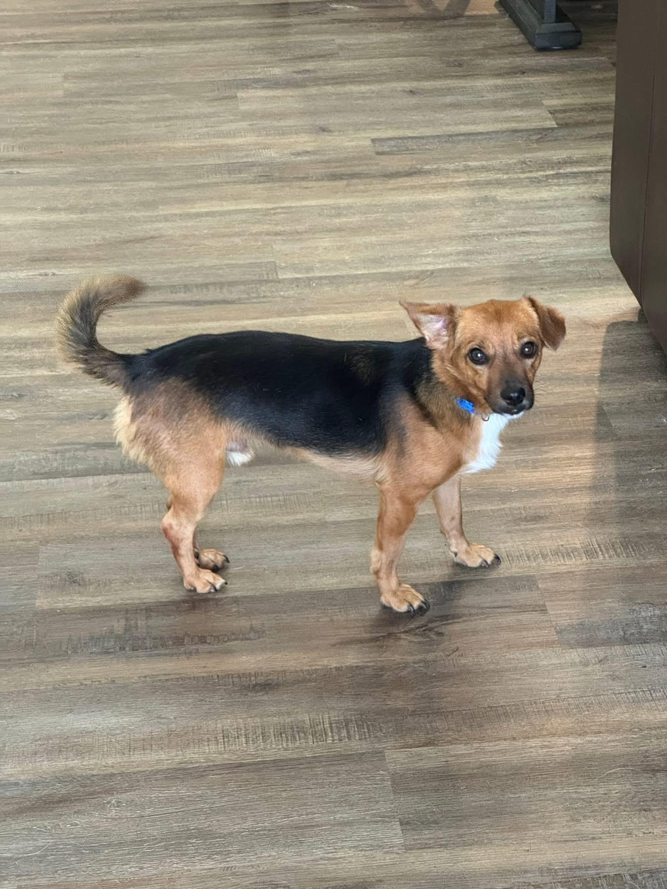 Enlarge Seger, a Adoptable mixed breed in Louisville, KY image 3/4