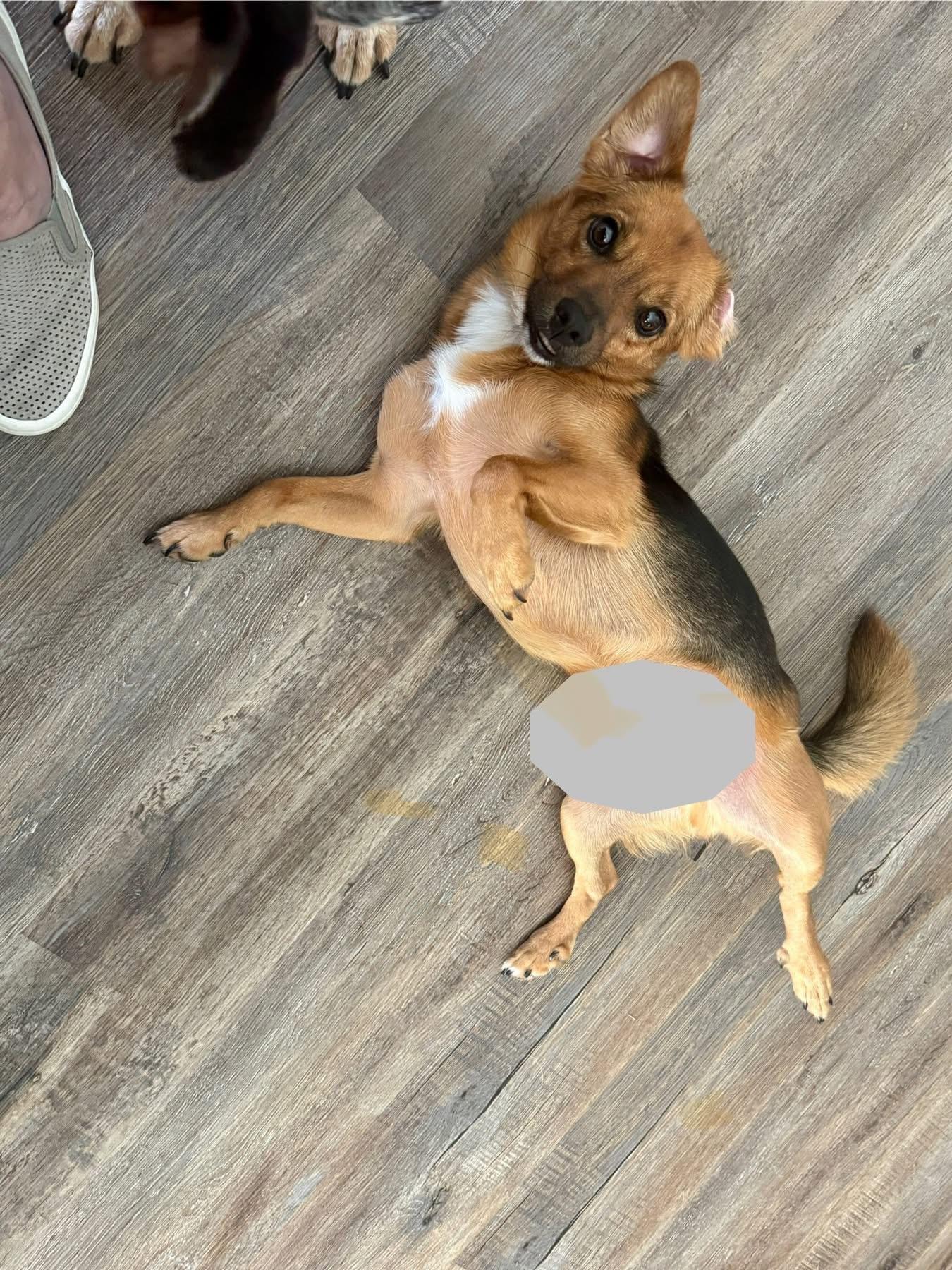 Enlarge Seger, a Adoptable mixed breed in Louisville, KY image 4/4