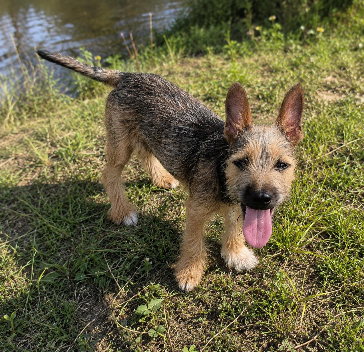 Enlarge Abby, a Adopted mixed breed in Putnam, CT image 2/2