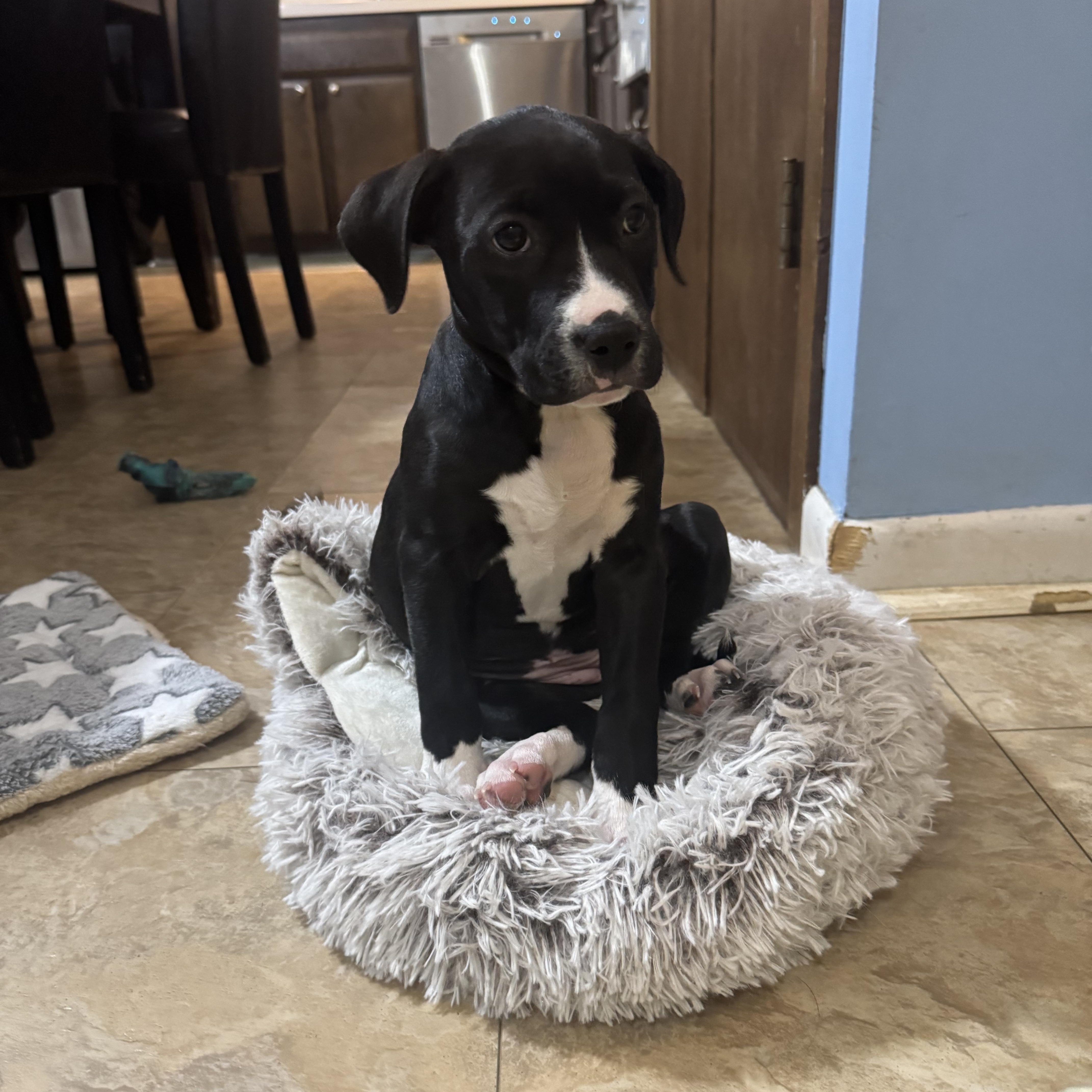 Enlarge Indy, a Adoptable mixed breed in Newfoundland, NJ image 1/5