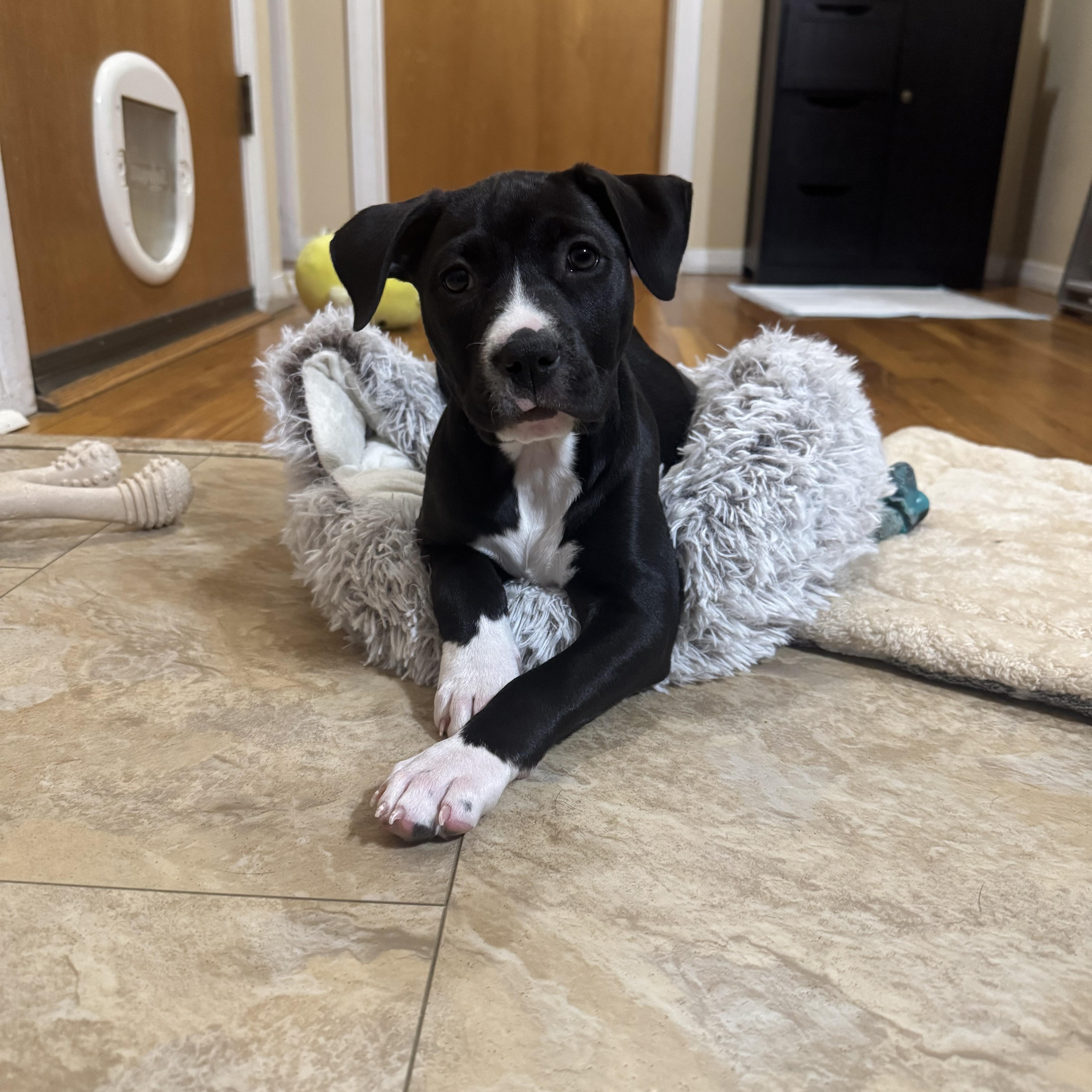 Enlarge Indy, a Adoptable mixed breed in Newfoundland, NJ image 2/5