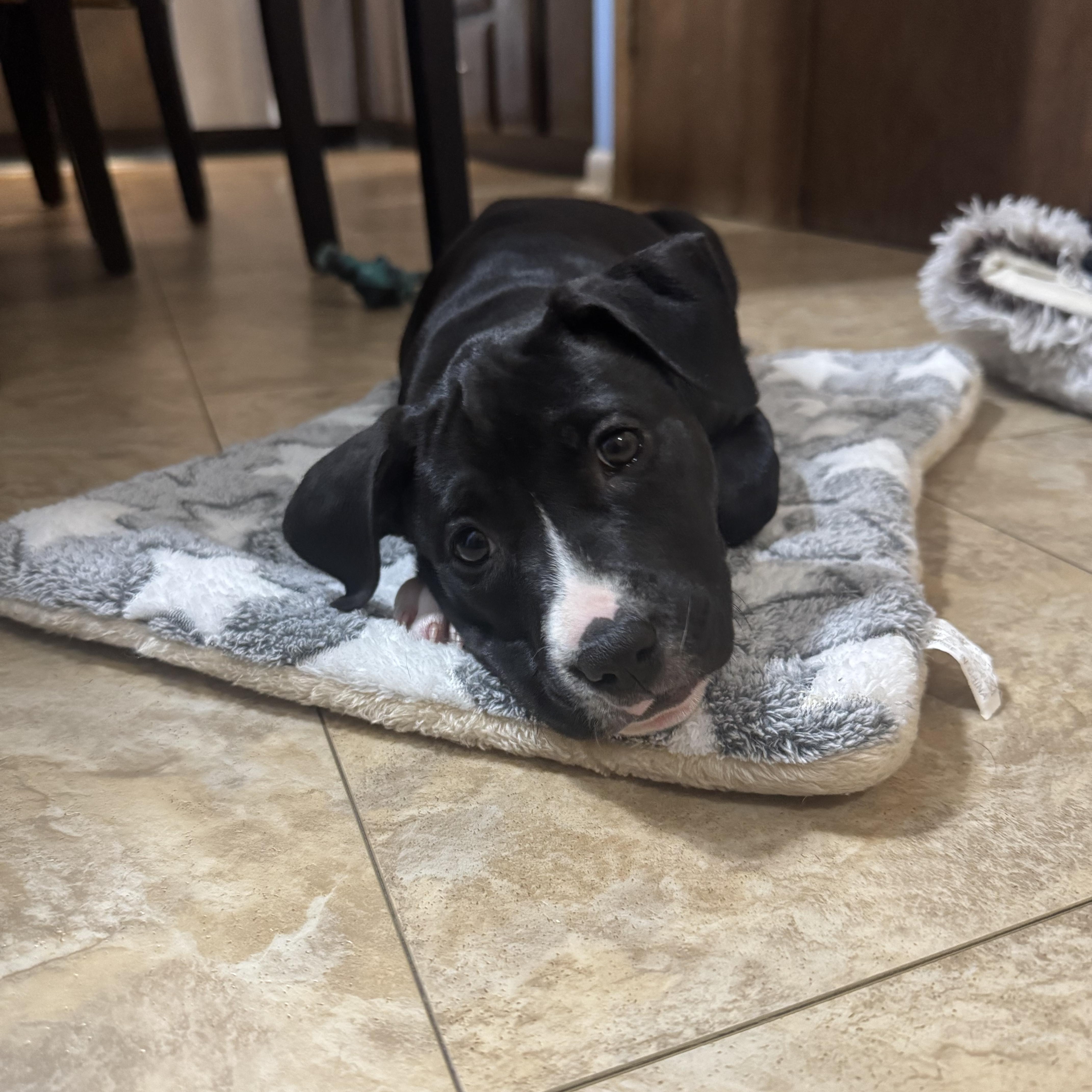 Enlarge Indy, a Adoptable mixed breed in Newfoundland, NJ image 3/5