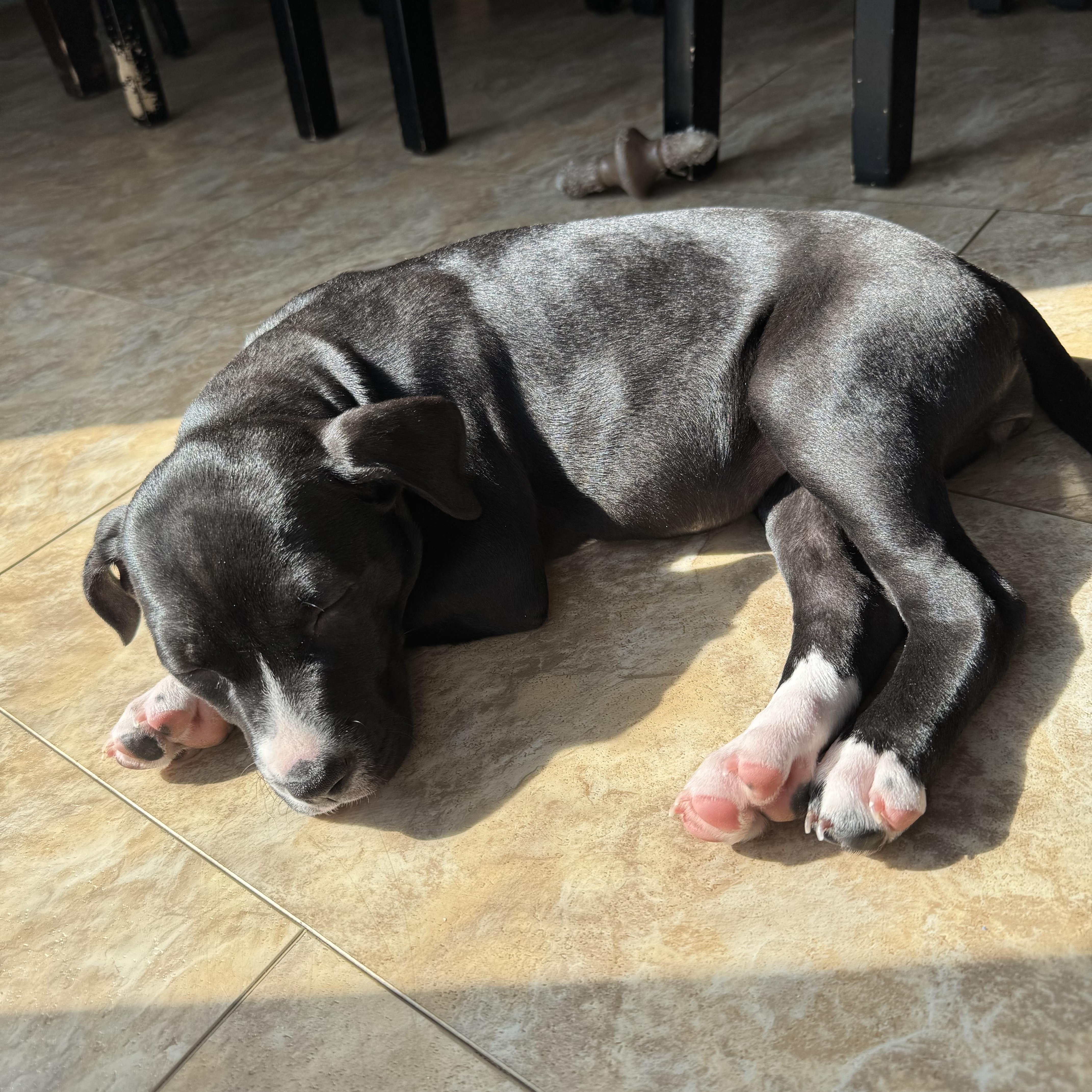 Enlarge Indy, a Adoptable mixed breed in Newfoundland, NJ image 5/5