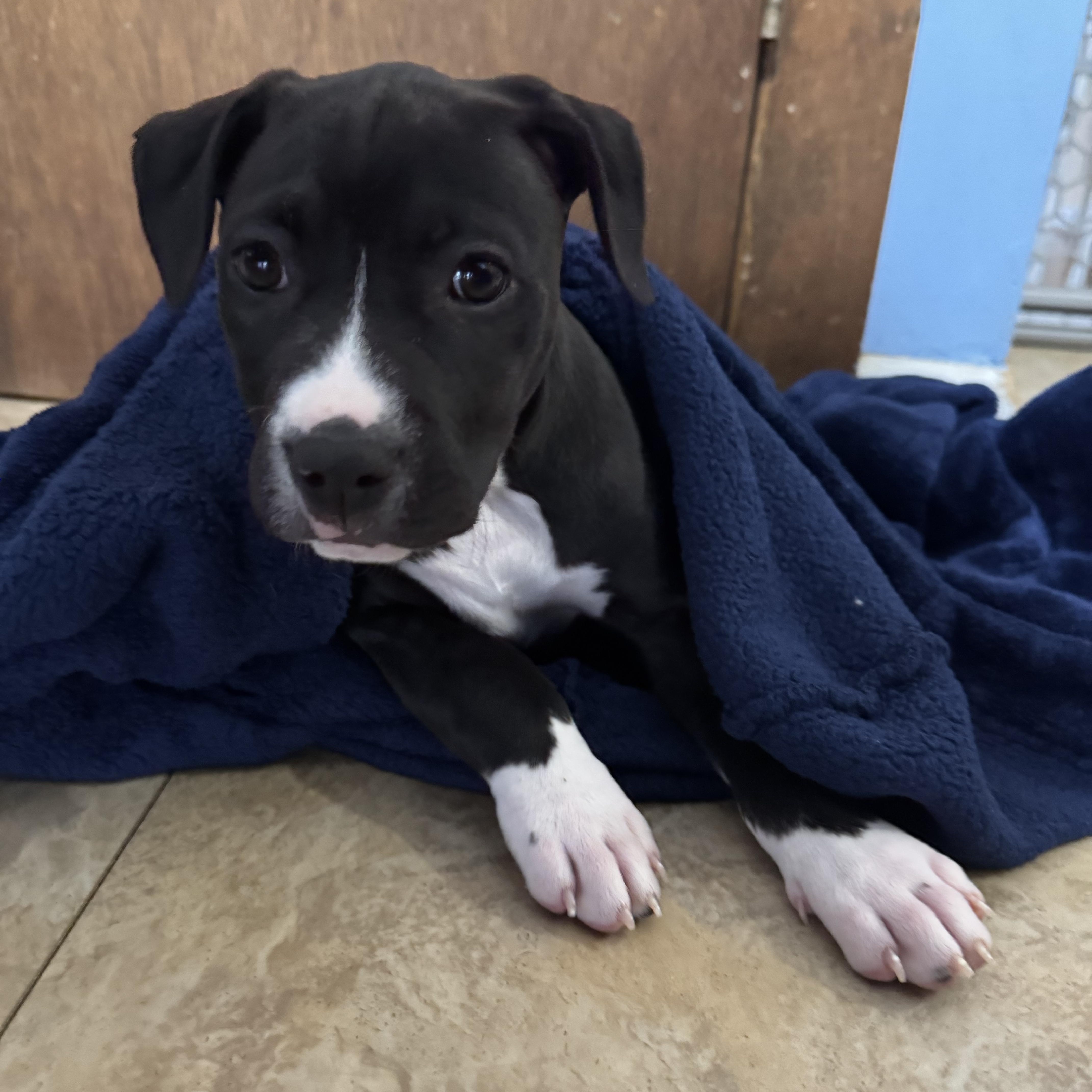 Enlarge Indy, a Adoptable mixed breed in Newfoundland, NJ image 4/5