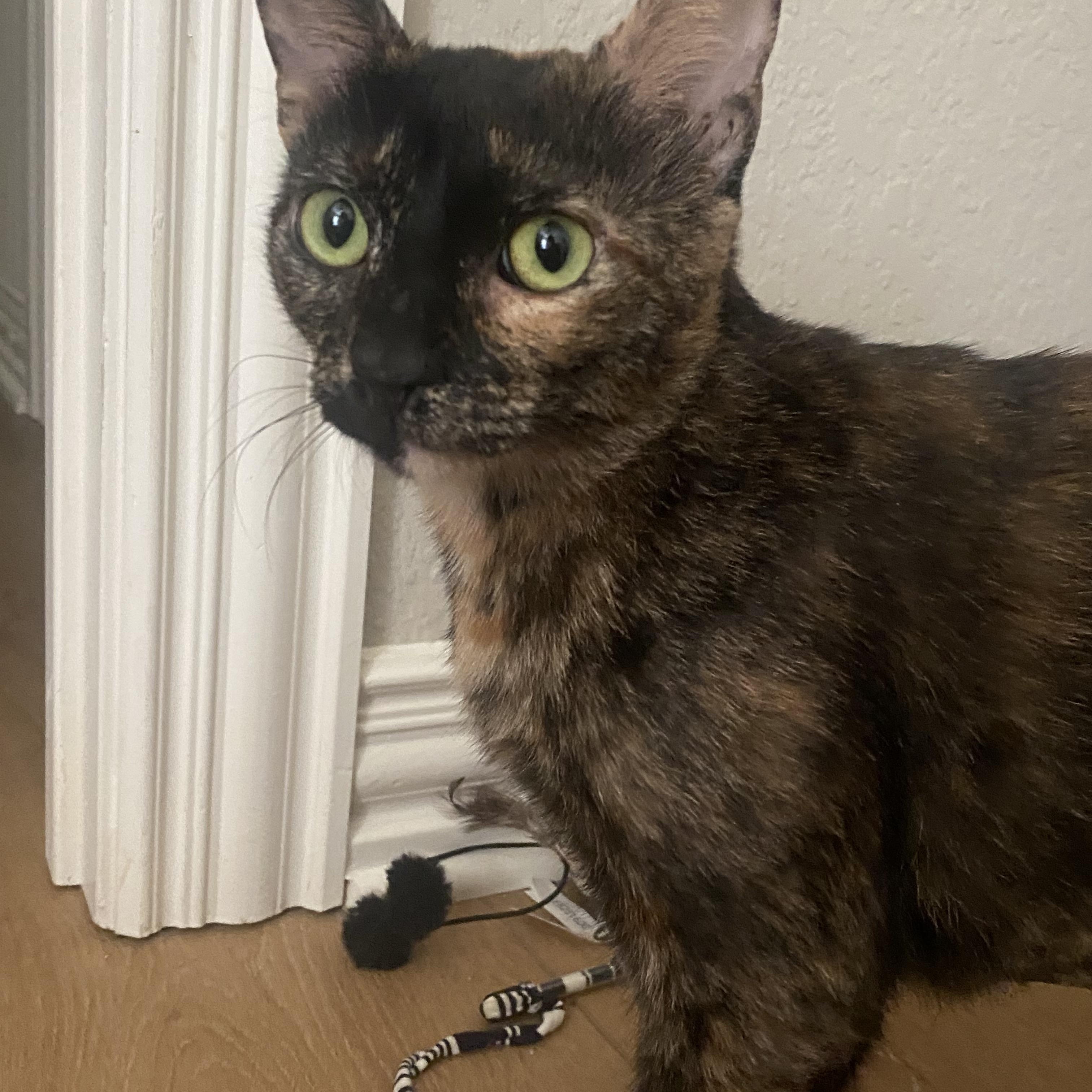 Mama Mia, Adoptable, Adult Female American Shorthair.