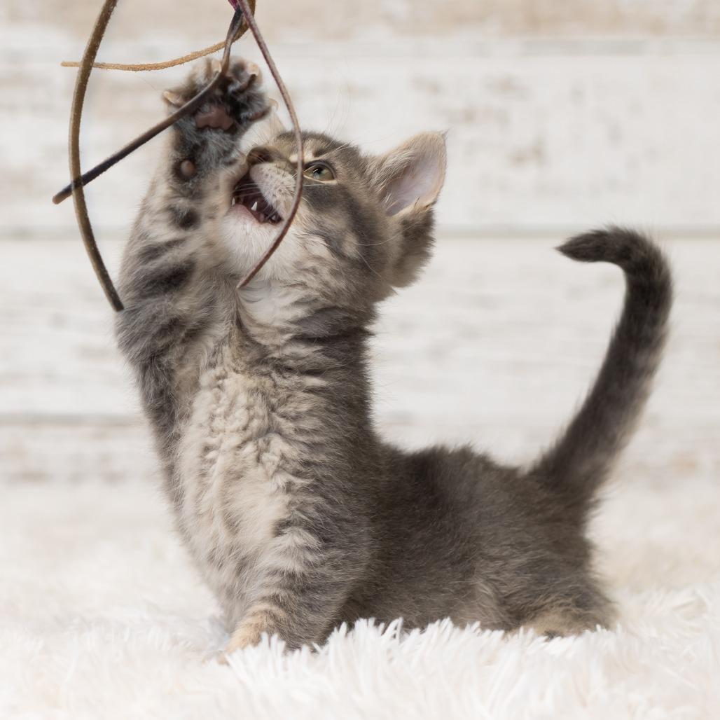 Macapuno Coconut, Adoptable, Kitten Male Domestic Medium Hair.