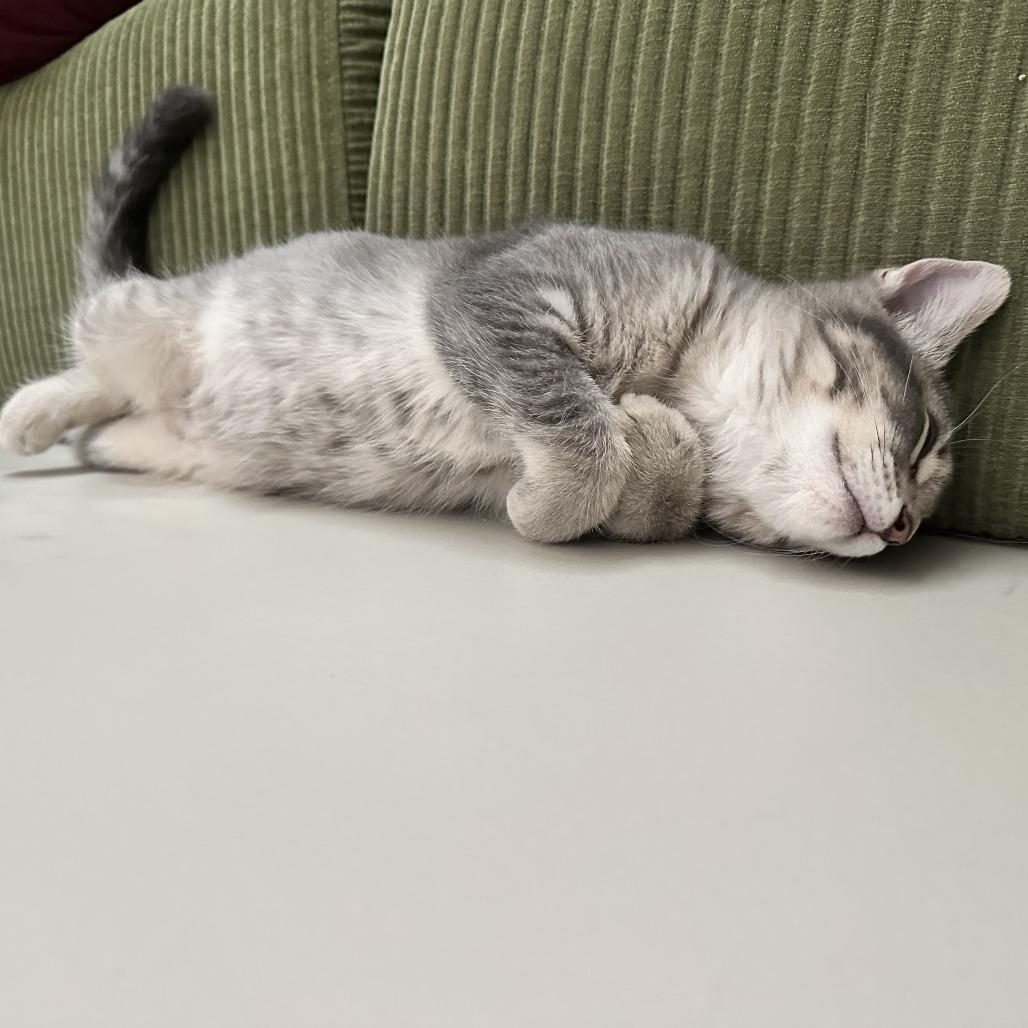 Enlarge Macapuno Coconut, a Adoptable Domestic Medium Hair in St. Paul, MN image 2/6