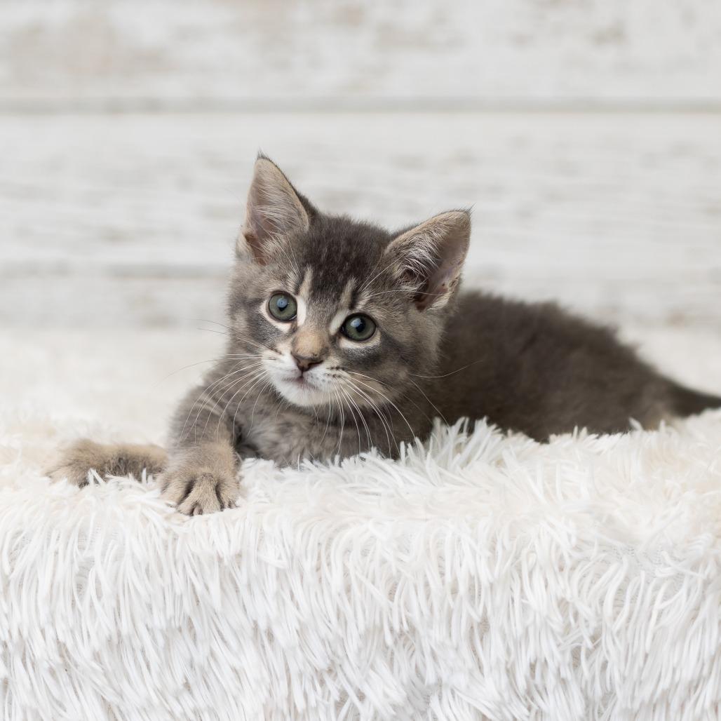 Enlarge Macapuno Coconut, a Adoptable Domestic Medium Hair in St. Paul, MN image 3/6