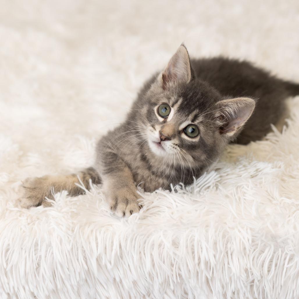Enlarge Macapuno Coconut, a Adoptable Domestic Medium Hair in St. Paul, MN image 4/6