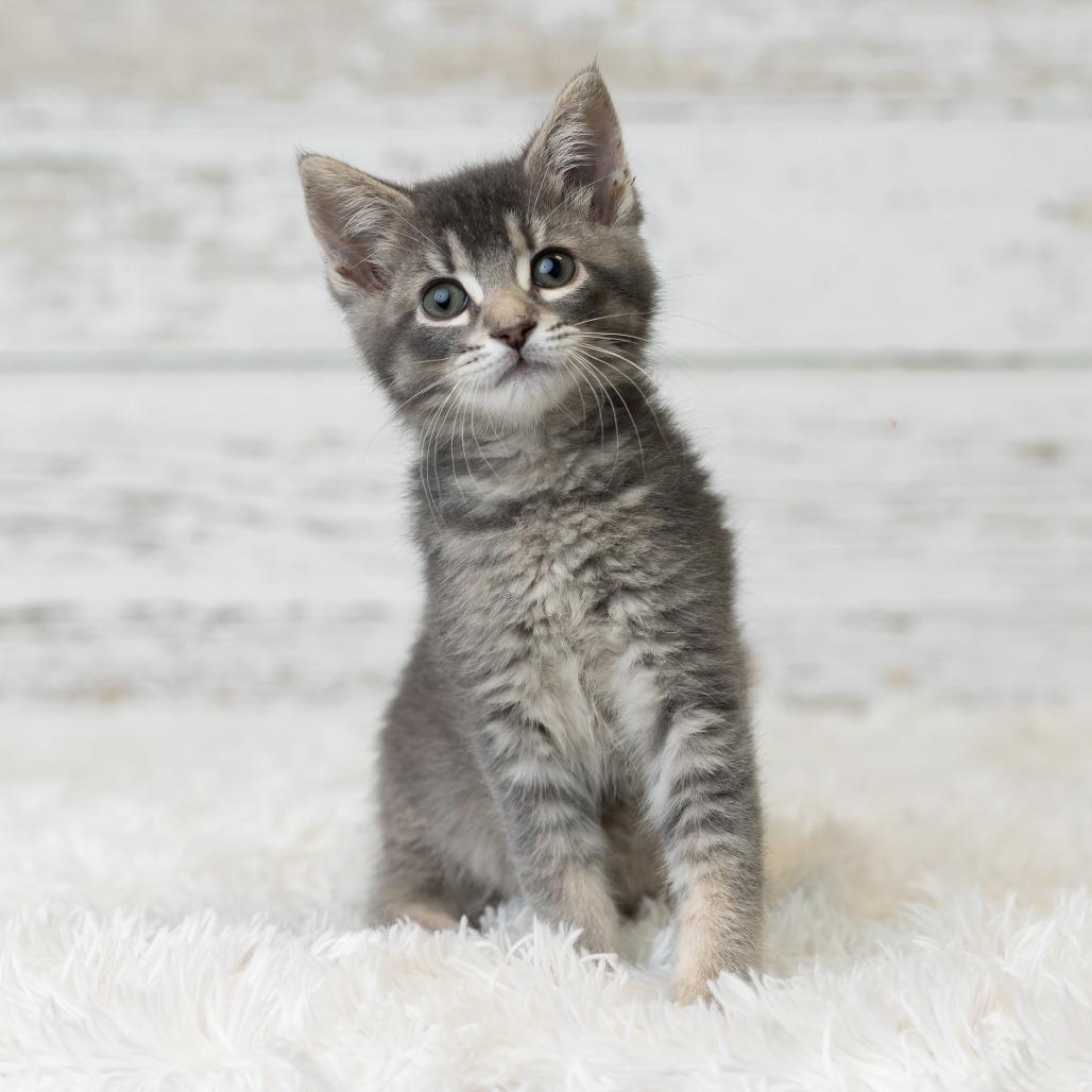 Enlarge Macapuno Coconut, a Adoptable Domestic Medium Hair in St. Paul, MN image 5/6