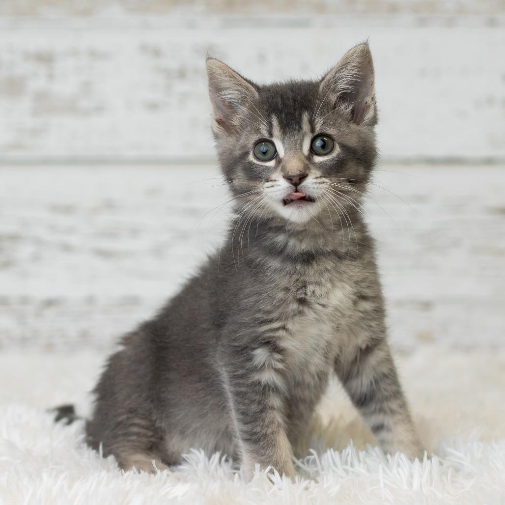 Enlarge Macapuno Coconut, a Adoptable Domestic Medium Hair in St. Paul, MN image 6/6