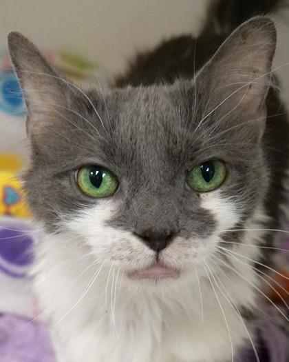 Cal (in foster) — thumbnail 2