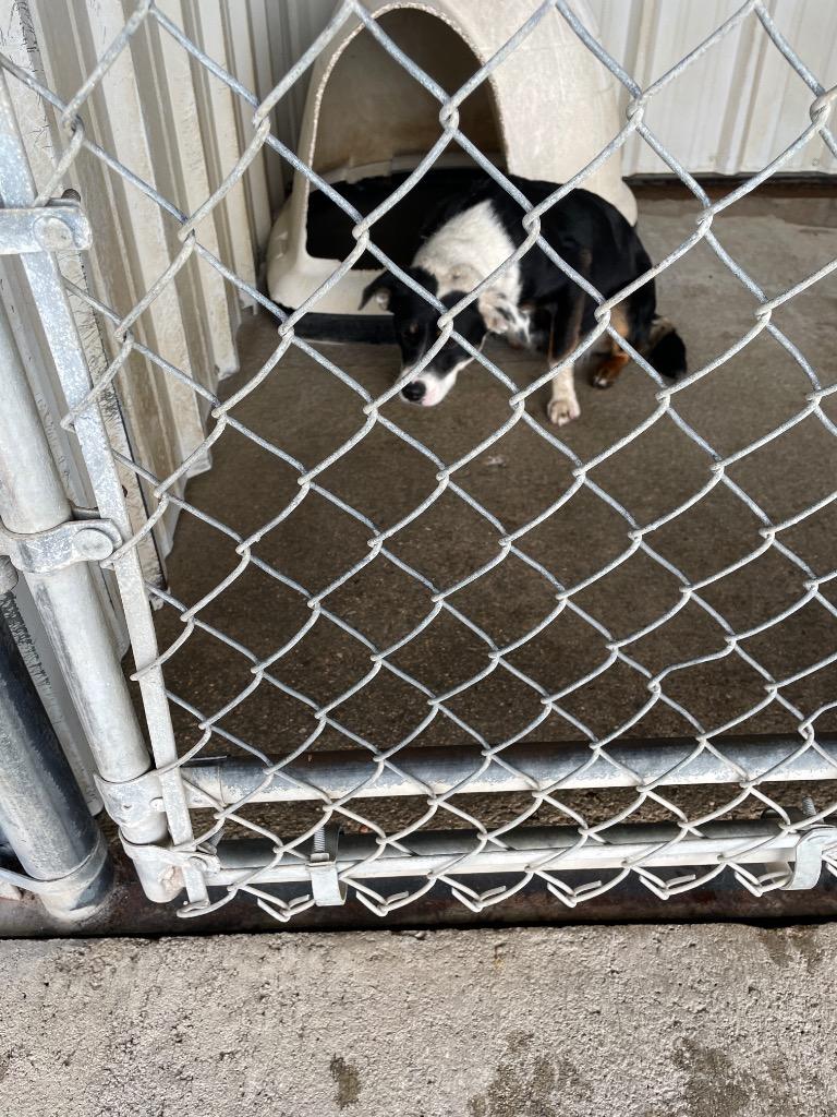 Sissy, Adoptable, Adult Female Hound.