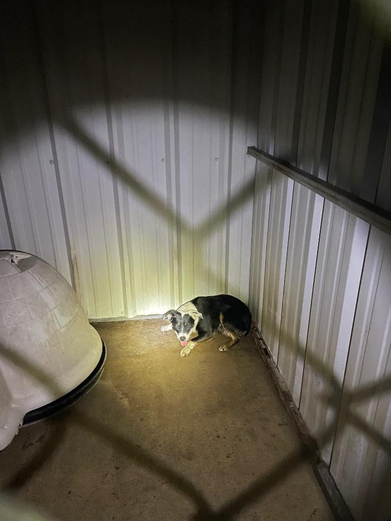 Sissy, a Adoptable Hound in Ada, OK image 2/4