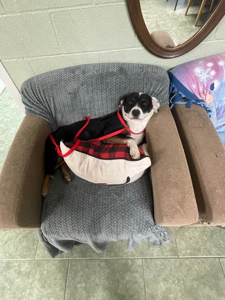 Enlarge Sissy, a Adoptable Hound in Ada, OK image 2/4