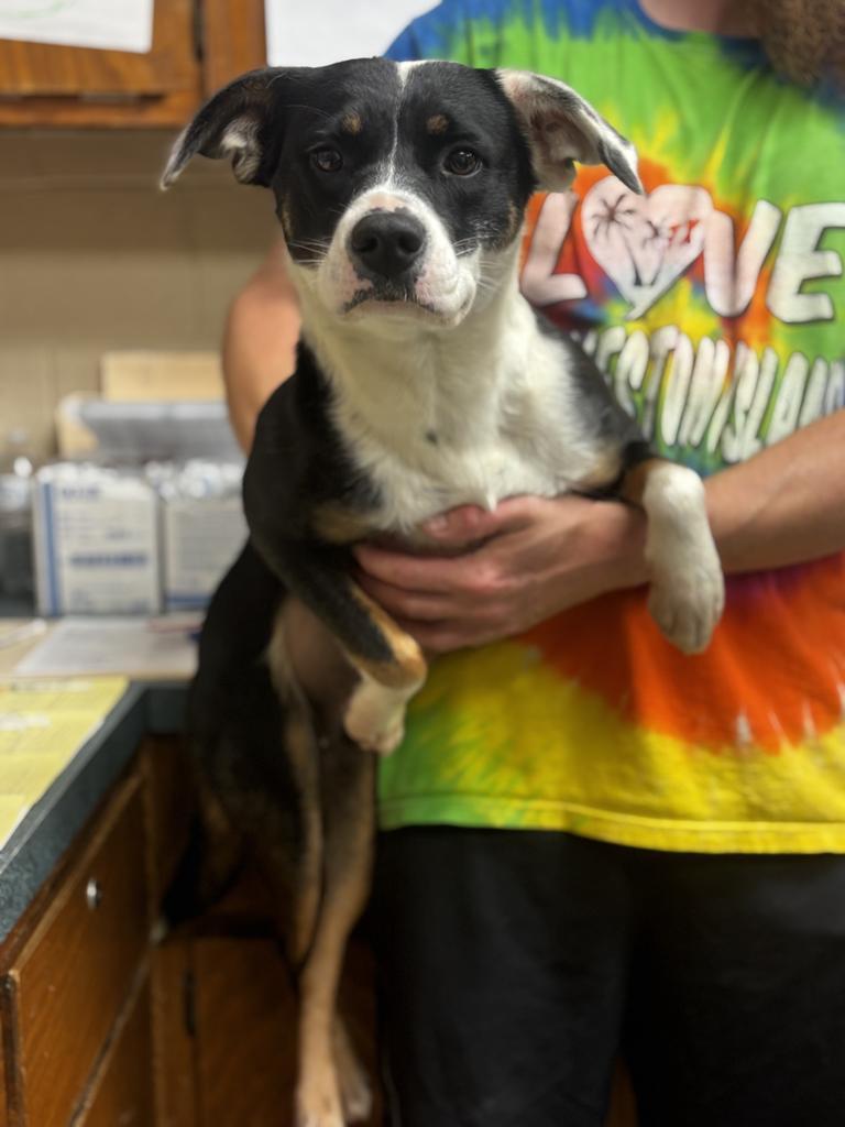 Sissy, a Adoptable Hound in Ada, OK image 3/4