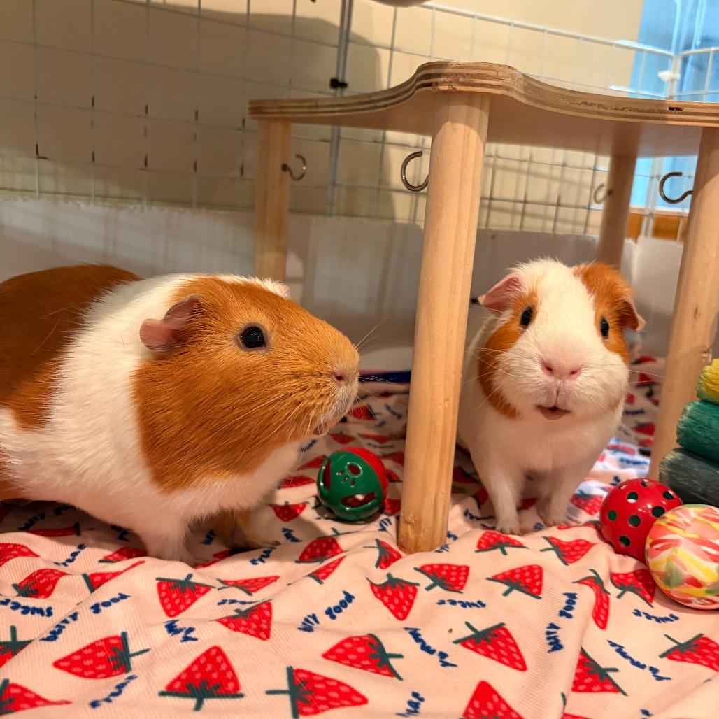 Blossom, Adoptable, Adult Male Guinea Pig.