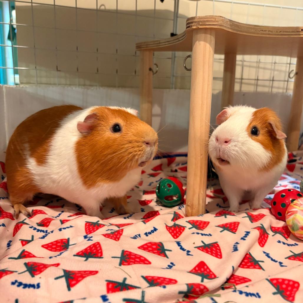Enlarge Blossom, a Adoptable Guinea Pig in South Burlington, VT image 2/6