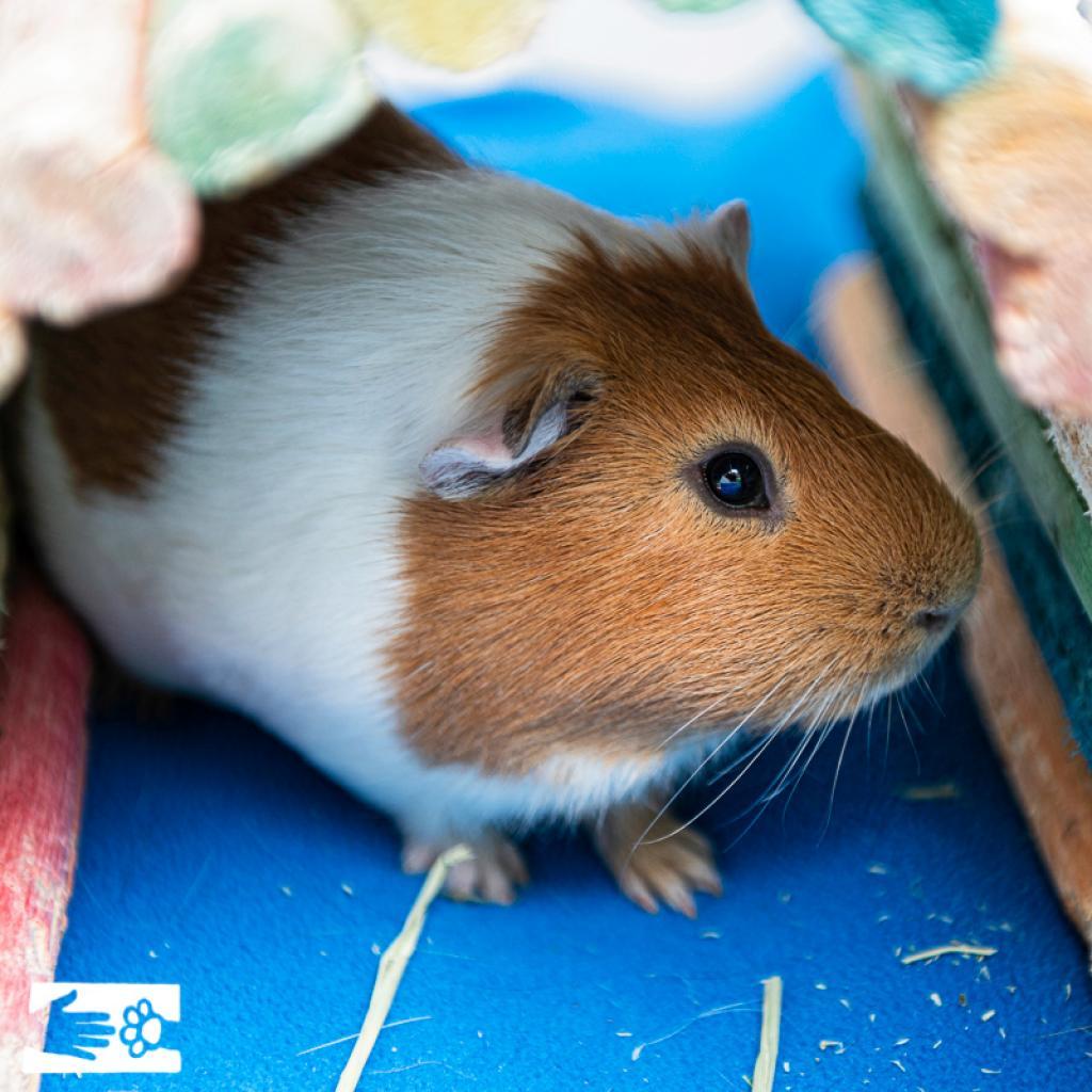 Enlarge Blossom, a Adoptable Guinea Pig in South Burlington, VT image 3/6