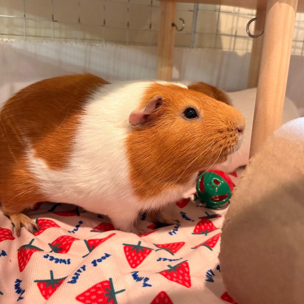 Enlarge Blossom, a Adoptable Guinea Pig in South Burlington, VT image 4/6