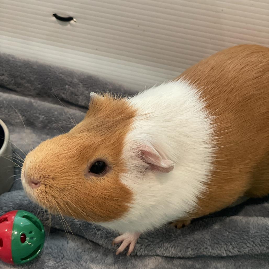 Enlarge Blossom, a Adoptable Guinea Pig in South Burlington, VT image 5/6