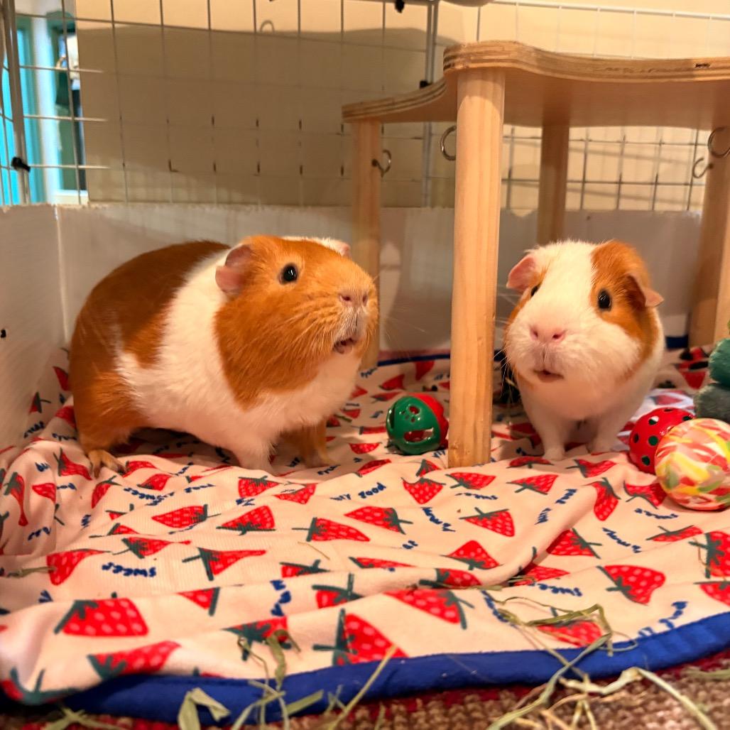 Enlarge Blossom, a Adoptable Guinea Pig in South Burlington, VT image 6/6