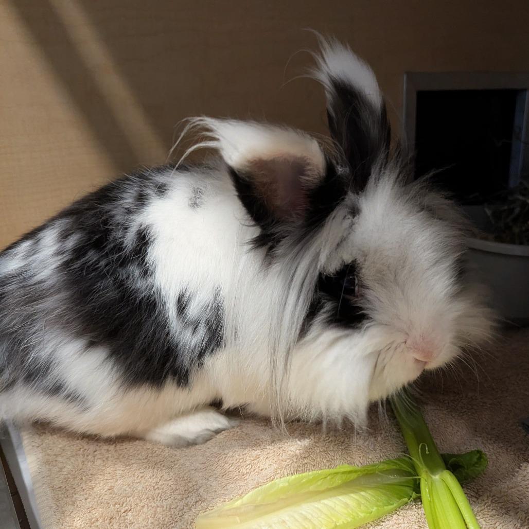 Enlarge Mr.Wonderful, a Adoptable Lionhead in Chesapeake, VA image 1/1